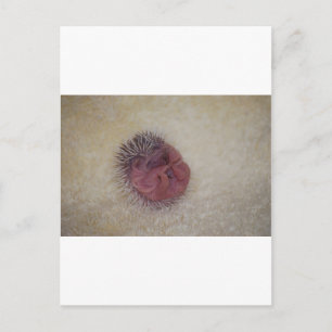 Baby Hedgel Briefkaart
