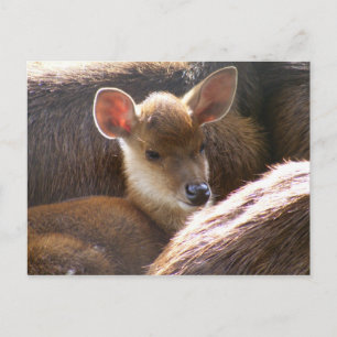 baby herten briefkaart