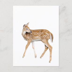 Baby herten briefkaart