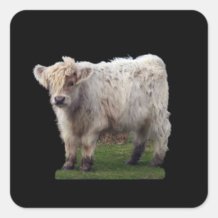 Baby Highland "Moo" Koe Cute Boerderij Dier Kunst Vierkante Sticker
