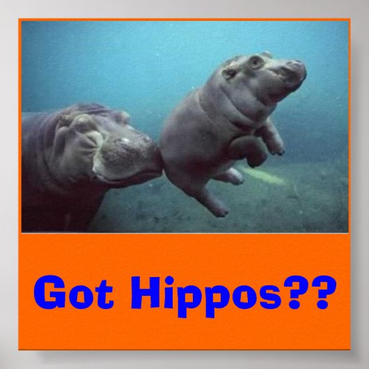 baby-hippo, heb je Hippos? Poster (Voorkant)