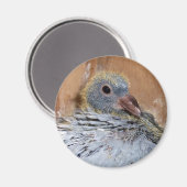 Baby Homing duivenmagneet Magneet (Voorkant / Achterkant)