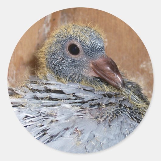Baby Homing Pigeon Stickers (Voorkant)