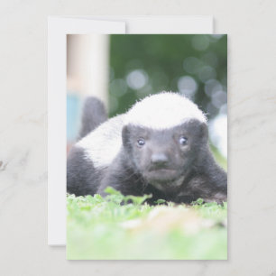 Baby honingbadger feestdagenkaart