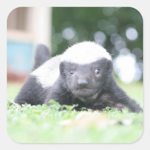 Baby honingbadger vierkante sticker