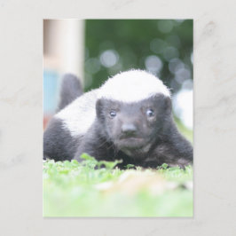 Baby Honingdas op groene grasfoto Feestdagenkaart