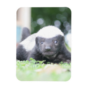 Baby Honingdas op groene grasfoto Magneet