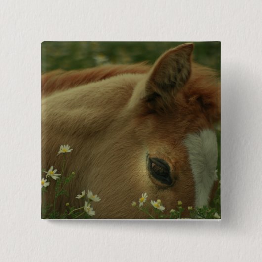 Baby Horse Square Pin Vierkante Button 5,1 Cm (Voorkant)