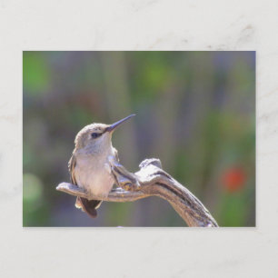 Baby Hummingbird Briefkaart