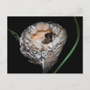 Baby Hummingbird Briefkaart