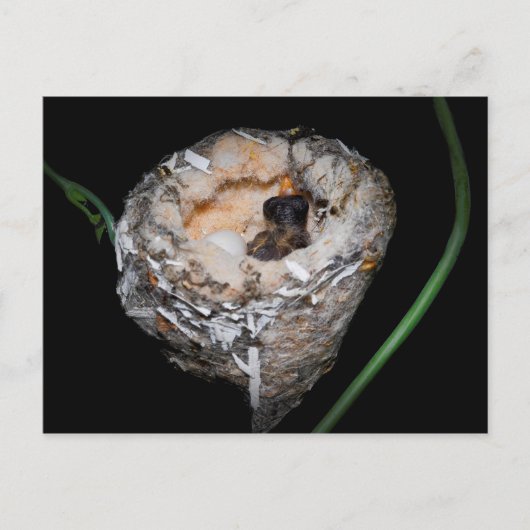 Baby Hummingbird Briefkaart (Voorkant)