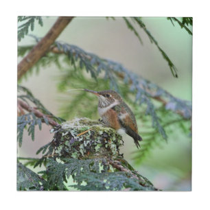 Baby Hummingbird die zijn tong uitsteekt Tegeltje