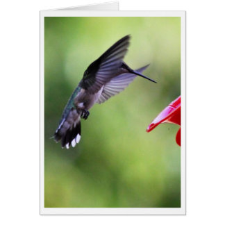 Baby Hummingbird Wizard Card