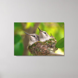 Baby hummingbirds canvas afdruk