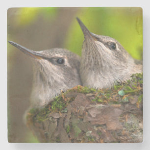 Baby hummingbirds stenen onderzetter
