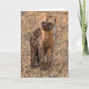 Baby Hyena Kaarten
