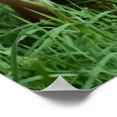 Baby impala in groengras poster (Hoek)