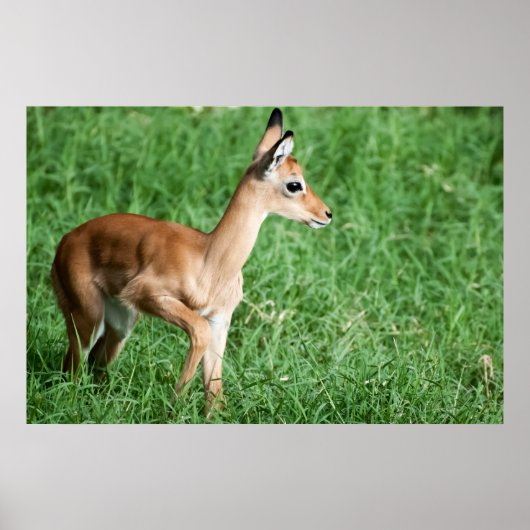Baby impala in groengras poster (Voorkant)