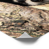 Baby in boomholte Procyon Poster (Hoek)