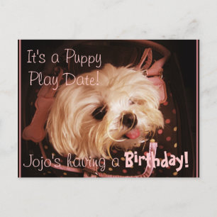 Baby in een Bag Maltese puppy Briefkaart