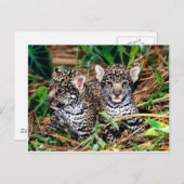 Baby jaguars briefkaart (Voorkant / Achterkant)