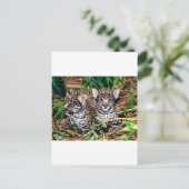 Baby jaguars briefkaart (Staand voorkant)