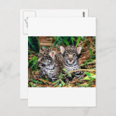 Baby jaguars briefkaart (Voorkant / Achterkant)