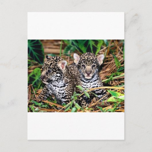 Baby jaguars briefkaart (Voorkant)
