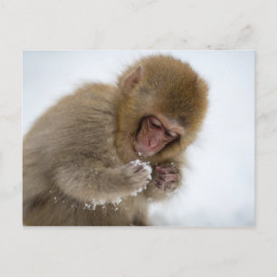 Baby Japans Macaque   Sneeuwaap Briefkaart