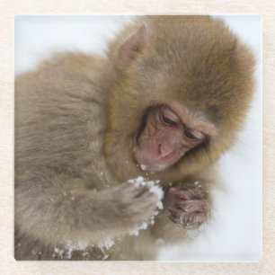 Baby Japans Macaque Sneeuwaap Glazen Onderzetter