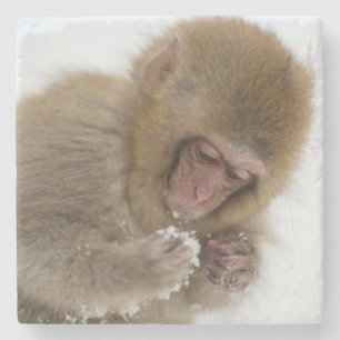 Baby Japans Macaque Sneeuwaap Stenen Onderzetter