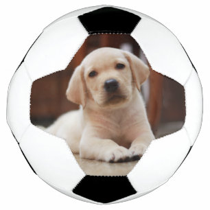 Baby Jaune Labrador Chien chiot pondu sur le ventr
