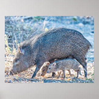 Baby Javelina Pigs en moeder in South Texas Poster