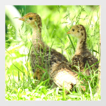 Baby kalkoen vloer sticker 