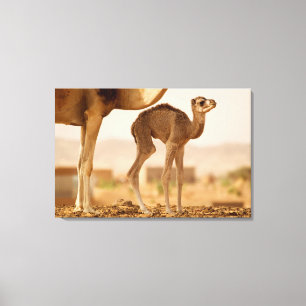 Baby Kameel Canvas Afdruk