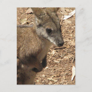 Baby Kangaroo Briefkaart