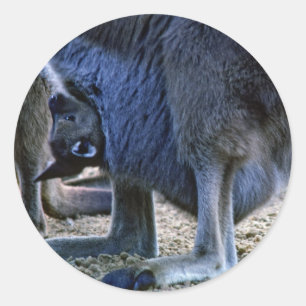 Baby kangaroo in de buidel van moeder - Australië Ronde Sticker