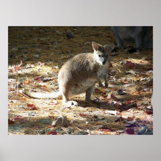 baby kangoeroe poster (Voorkant)