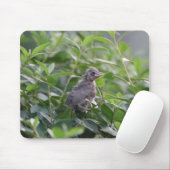 Baby kardinaal muismat (Met muis)