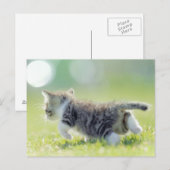 Baby kat op grasveld. briefkaart (Voorkant / Achterkant)