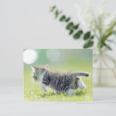 Baby kat op grasveld. briefkaart (Staand voorkant)