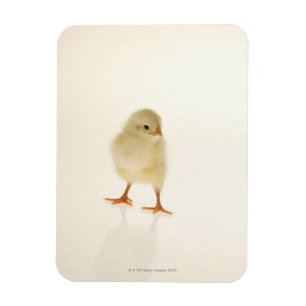 Baby kip magneet