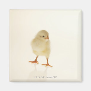 Baby kip magneet