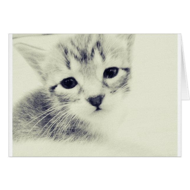 Baby Kittens (Devant horizontal)