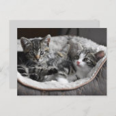 baby kittens briefkaart (Voorkant / Achterkant)