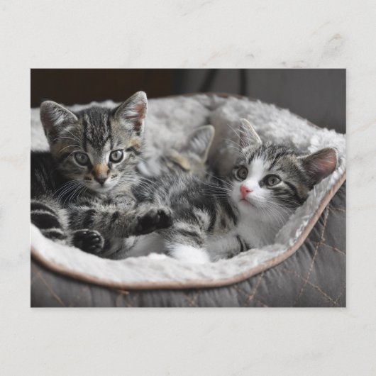 baby kittens briefkaart (Voorkant)