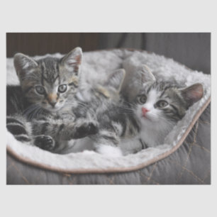 baby kittens tissuepapier