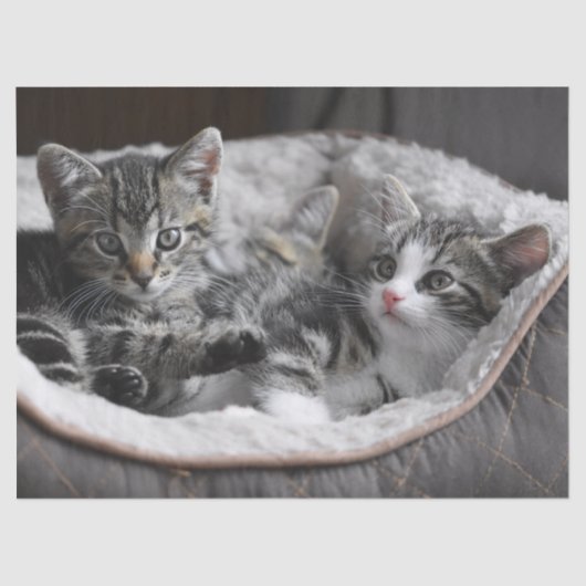 baby kittens tissuepapier (Voorkant)