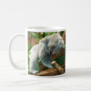 Baby Koala Beer Slapen in Tree Mok