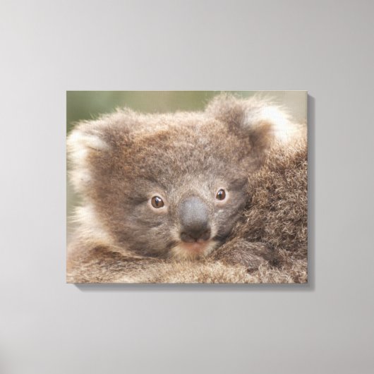 Baby Koala Canvas Afdruk (Voorkant)